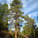 Pinus ponderosa brachyptera - Photo (c) Cm195902 at Flickr, algunos derechos reservados (CC BY)