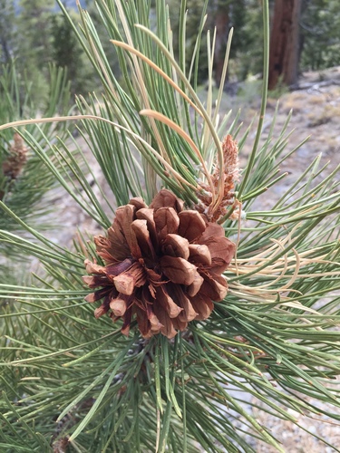 Southwestern Ponderosa Pine