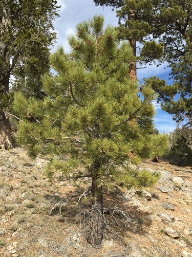 Southwestern Ponderosa Pine