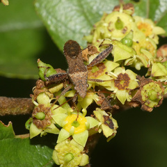 Heegeria tangirica