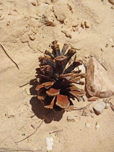 Southwestern Ponderosa Pine