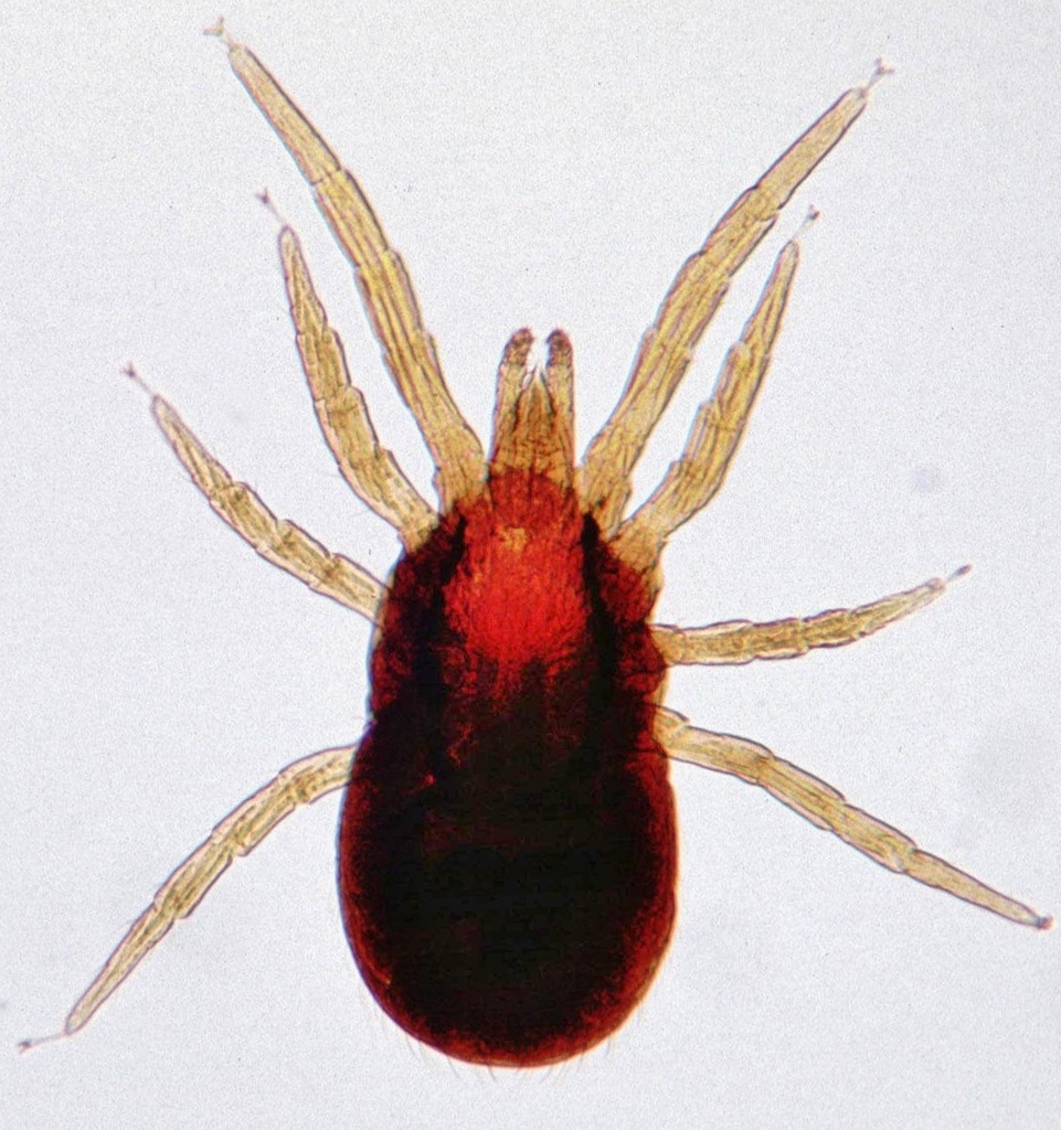 Poultry / Chicken Mite