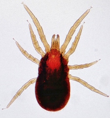 Chicken Mite