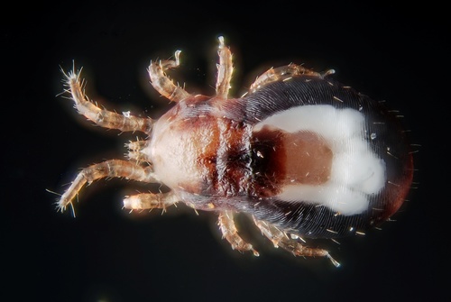 Chicken Mite photo 3