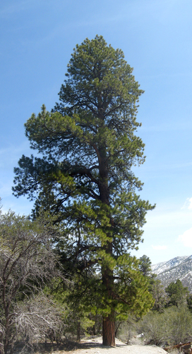 Southwestern Ponderosa Pine