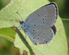 Cupido alcetas