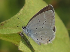 Cupido alcetas