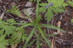 Achillea ptarmicoides