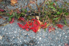 Parthenocissus quinquefolia