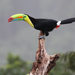 Ramphastos sulfuratus brevicarinatus - Photo (c) Gaell Mainguy, some rights reserved (CC BY-NC-ND), uploaded by Gaell Mainguy