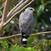 Gray-lined Hawk - Photo (c) Gaell Mainguy, some rights reserved (CC BY-NC-ND), uploaded by Gaell Mainguy