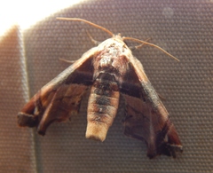 Eutelia callichroma