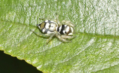 Phintella aequipes