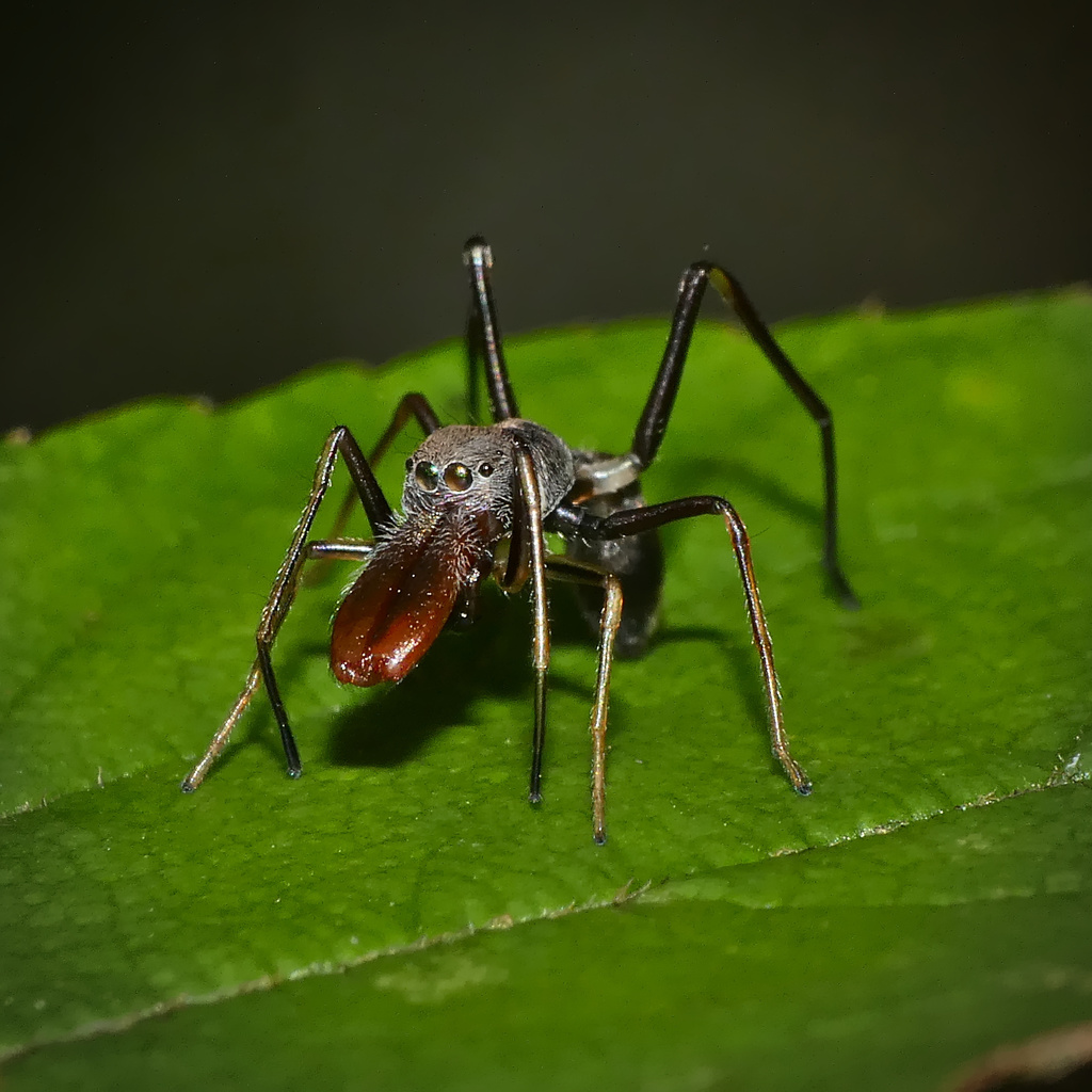 Sugar Ant-mimic