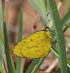Eurema brigitta pulchella