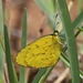 Terias brigitta pulchella - Photo (c) kenbehrens, algunos derechos reservados (CC BY-NC)