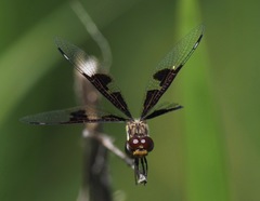 Palpopleura
