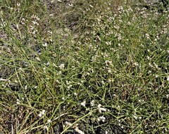 Alternanthera filifolia