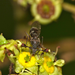 Diasemopsis obstans