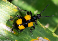 Lilioceris quadripustulata
