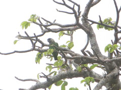 Poicephalus cryptoxanthus tanganyikae