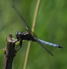 Orthetrum azureum