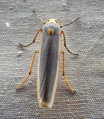 Sozusa scutellata
