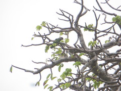 Poicephalus cryptoxanthus tanganyikae