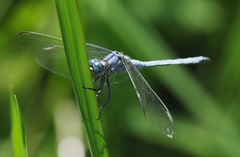 Orthetrum malgassicum