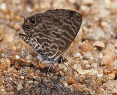 Leptotes rabefaner