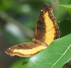 Eurytela dryope lineata