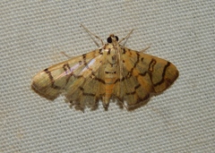 Pardomima callixantha
