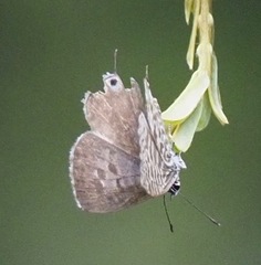 Leptotes durrelli