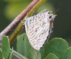 Leptotes durrelli