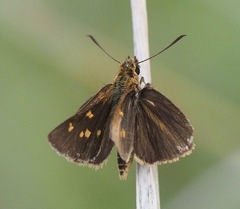 Arnetta ellipsis