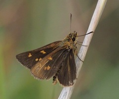 Arnetta ellipsis