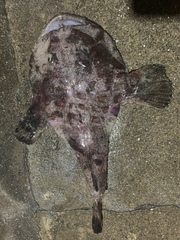 Lophiomus setigerus