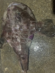Lophiomus setigerus