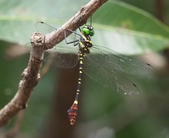 Phyllomacromia trifasciata