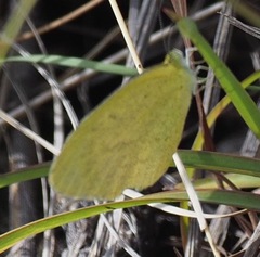 Eurema brigitta pulchella