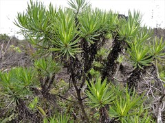 Darwiniothamnus tenuifolius