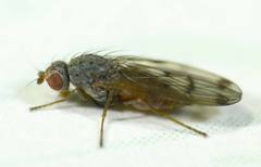 Palloptera scutellata