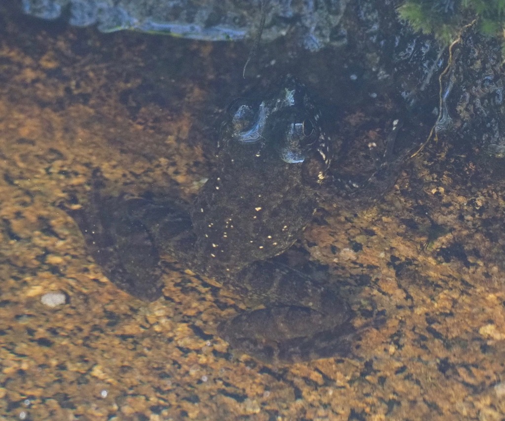 Mantidactylus madecassus