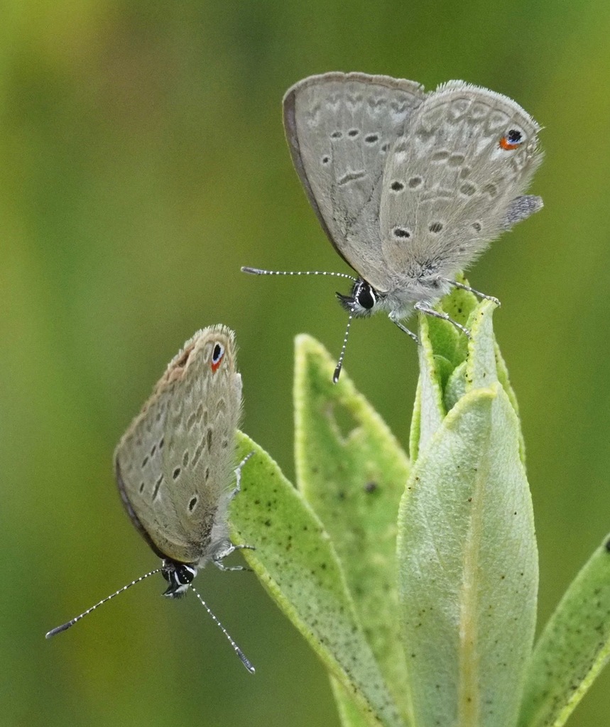 Eicochrysops sanguigutta