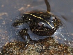 Mantidactylus
