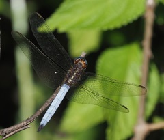 Orthetrum azureum