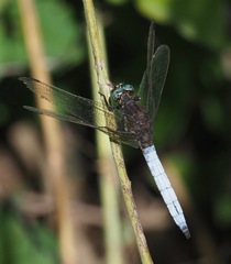 Orthetrum azureum