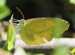 Eurema brigitta pulchella