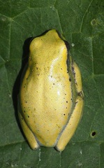 Heterixalus betsileo