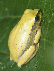Heterixalus betsileo